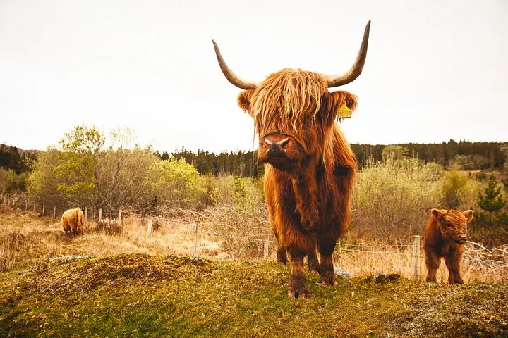 Schotse hooglanders grazen in een grasweide met bomen op de achtergrond